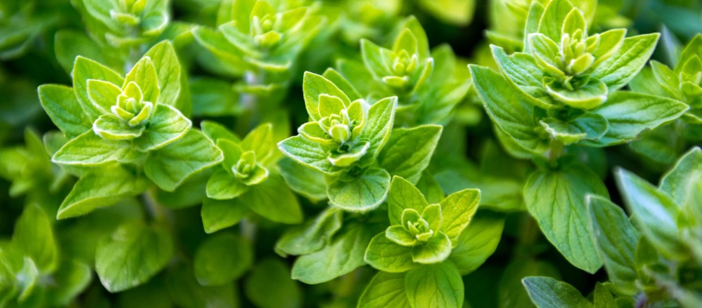 Αυτό είναι το φυτό που επιβραδύνει την κυτταρική γήρανση και ενισχύει τη μακροζωία